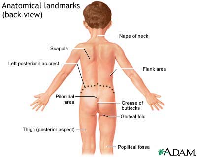 Anatomical landmarks, back view