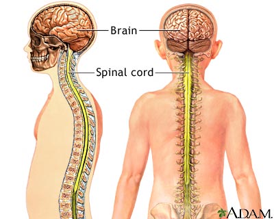 Central nervous system