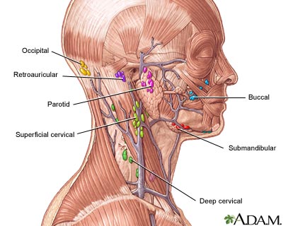 Lymph tissue in the head and neck.