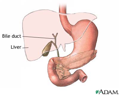 Gallbladder anatomy