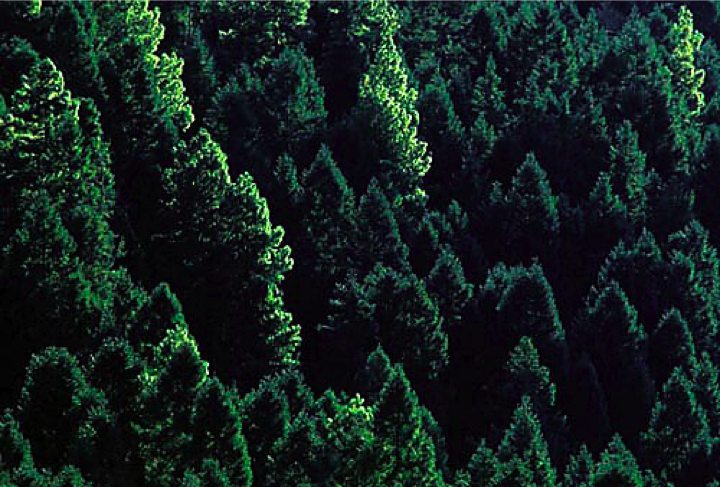 Tropical Coniferous