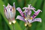 Tricyrtis_hirta_-_blossom_side_(aka).jpg