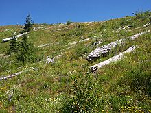 Grass, dead fallen trees and scrubs