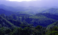 Hills covered with dense blue green tropical forests