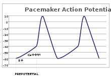 A plot of action potential (mV) vs time.  The membrane potential is initially -60 mV, rise relatively slowly to the threshold potential of -40 mV and then quickly spikes at a potential of +10 mV, after which it rapidly returns to the starting -60 mV potential.  The cycle is then repeated.