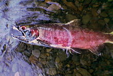 A dead fish lies on its side in shallow water over a bed of stream cobbles. Its skin has a reddish-purple cast; its mouth is open; its visible eye socket lacks an eye.