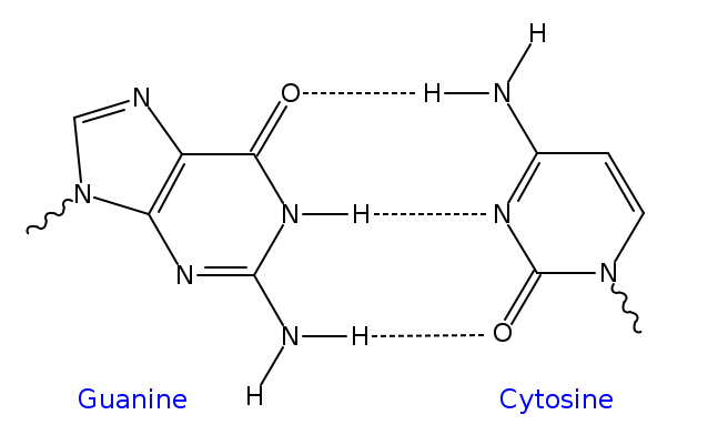 File:GC DNA base pair.svg