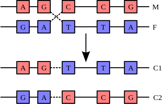 File:Chromosomal Recombination.svg