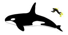 Diagram showing a killer whale and scuba diver from the side: The whale is about four times longer than the person, who is roughly as long as the whale's dorsal fin.