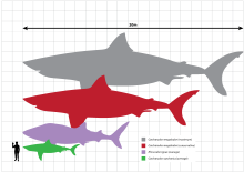 Drawing comparing sizes of Megalodon, great white shark and a man, Megalodon is 18m long and great white 6m.