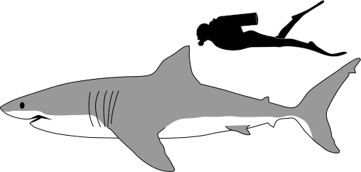 File:Great white shark size comparison.svg