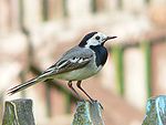 Motacilla alba alba.JPG