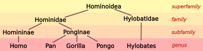 File:Hominoid taxonomy 3.svg