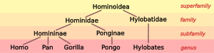 Hominoid taxonomy 4.svg