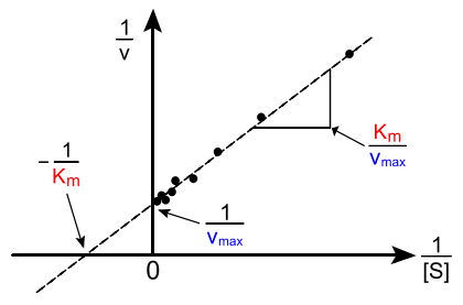 File:Lineweaver-Burke plot.svg