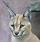 Caracal001.jpg